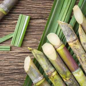 SUGAR CANE