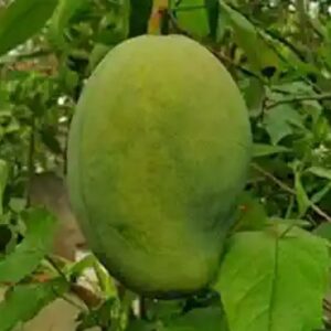 MANGO 4KG