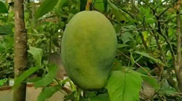 MANGO 4KG