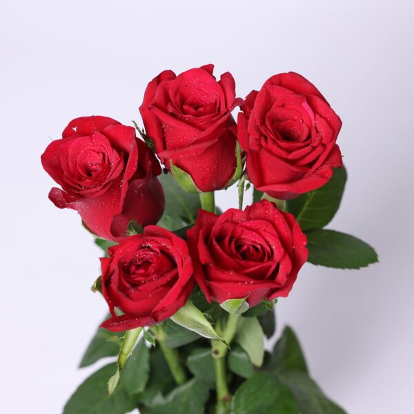 5 Fresh Rose
